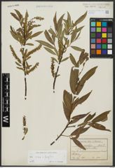 Foto von Salix alba L. x Salix fragilis L.